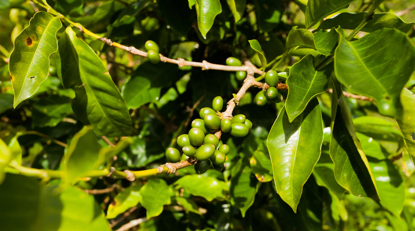 Is Jamaica Blue Mountain Coffee Low Acid?